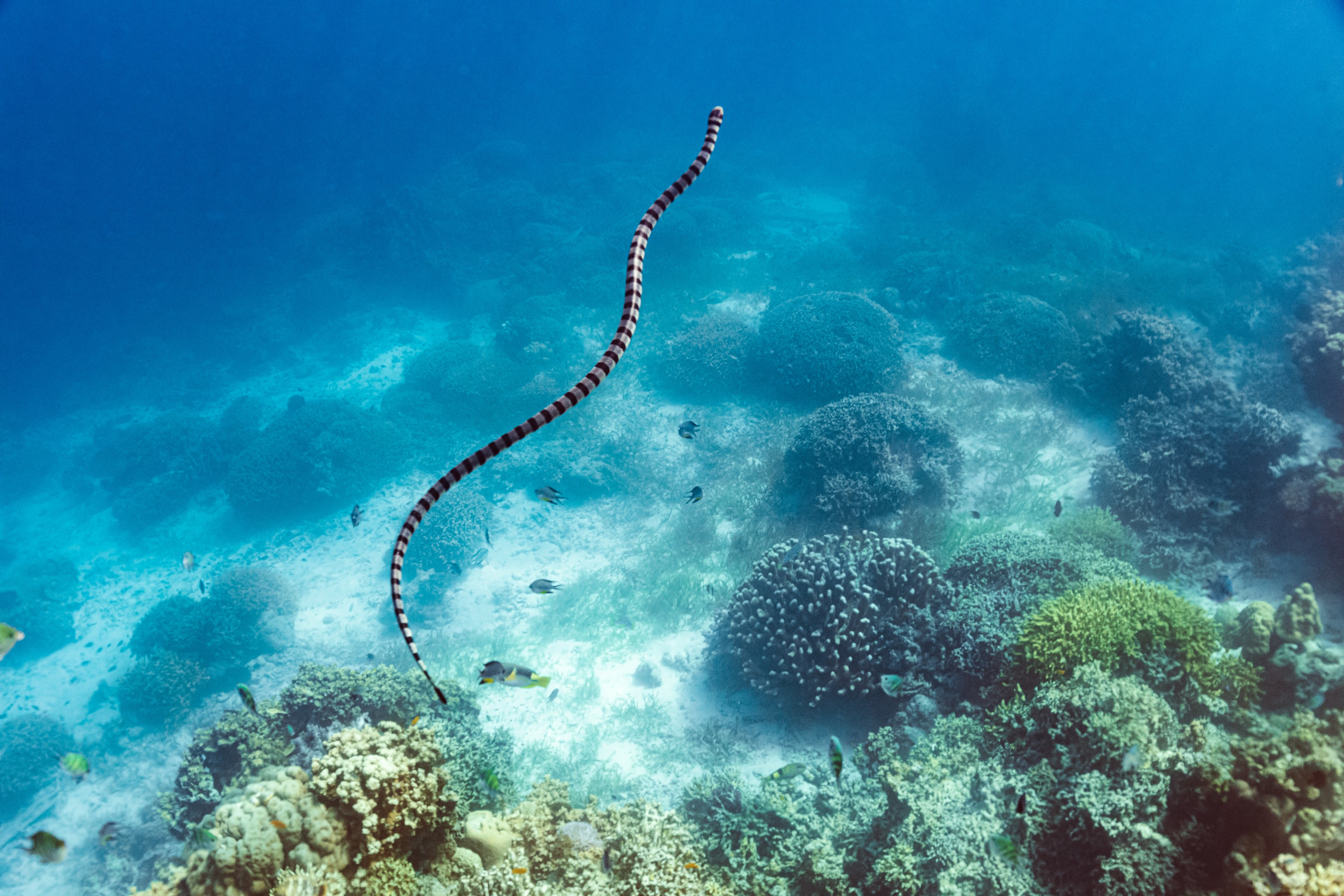 A black and white snake in the water