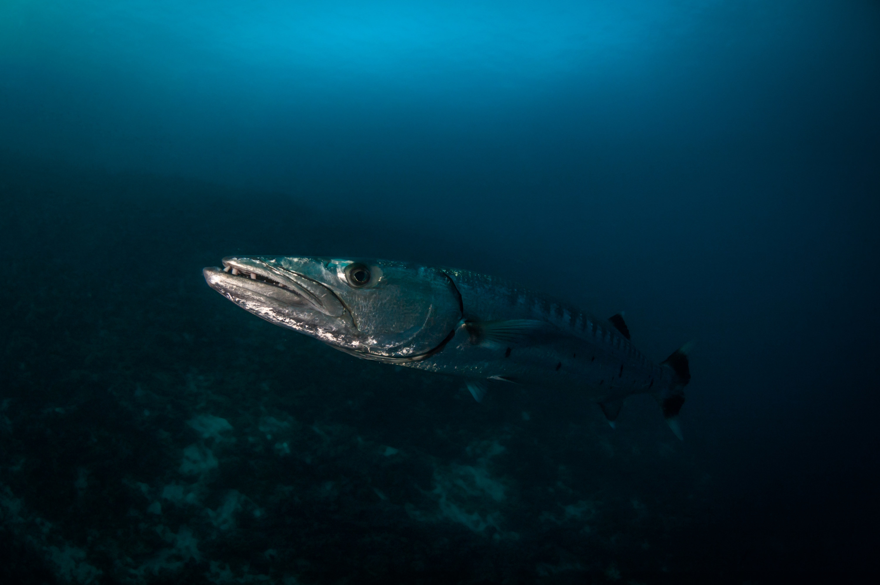 A barracuda