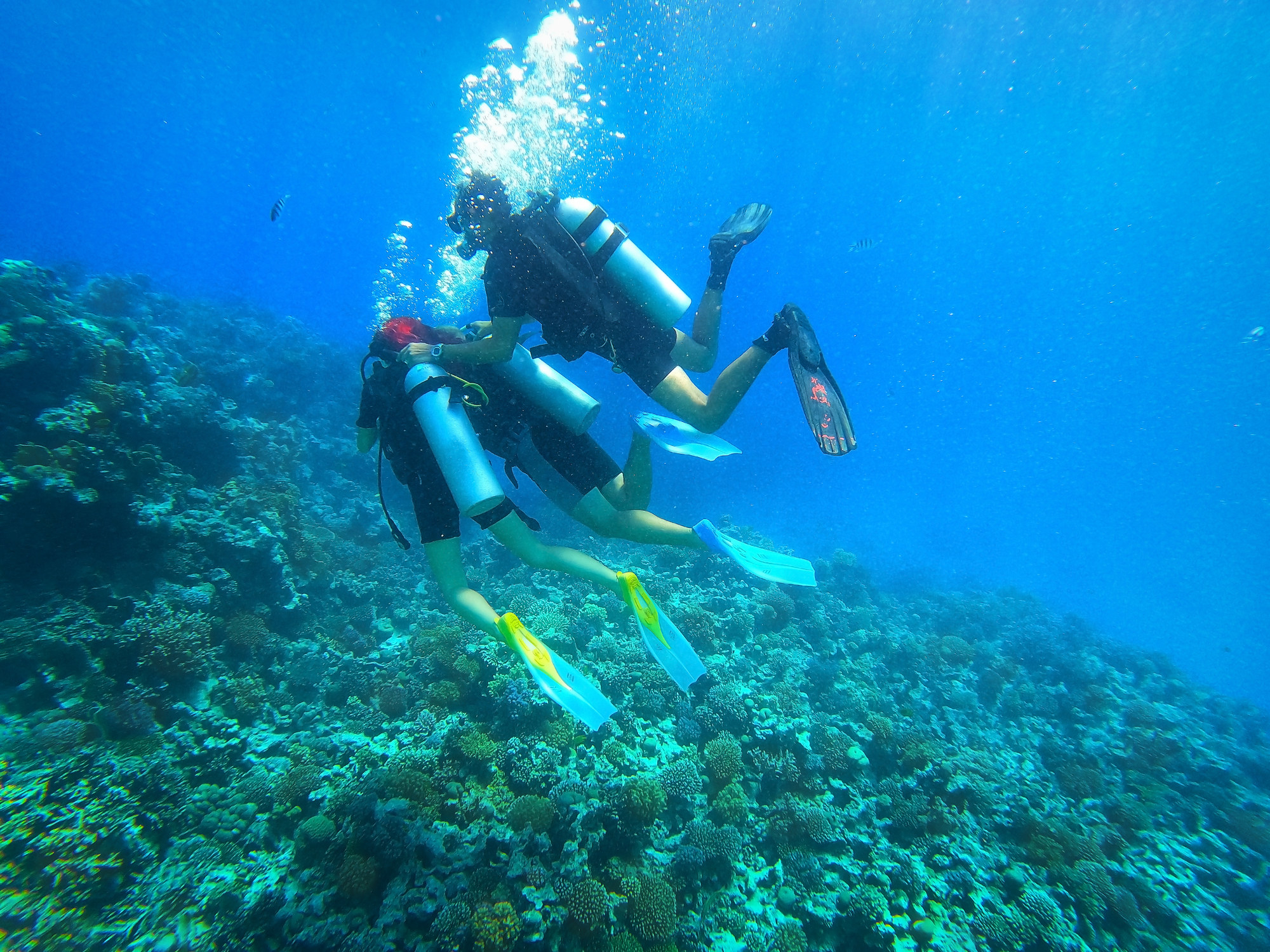 Scubadivers observing anthias moving around their home fire coral in Red Sea