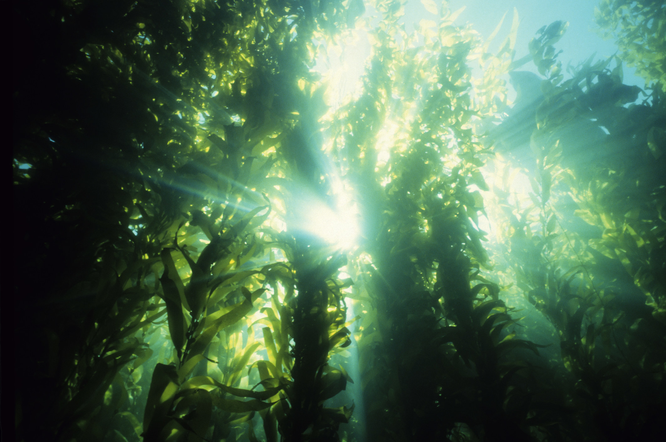 Underwater kelp