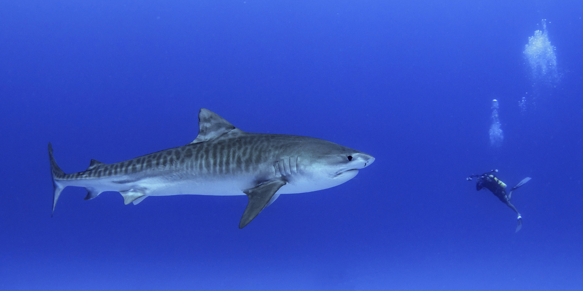 A deep diver swimming in front of a huge tiger shark