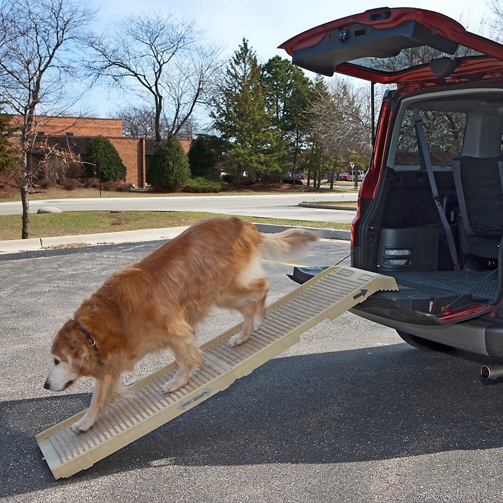 A dog walking out of a trunk of a car down the ramp toward the pavement