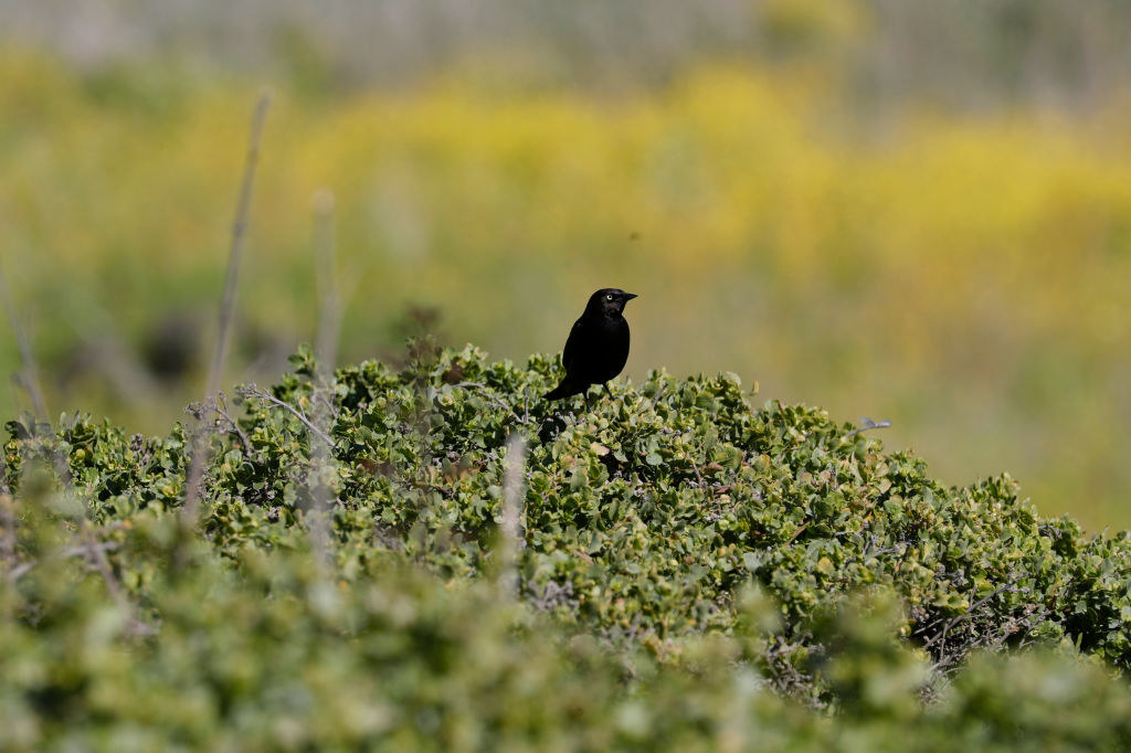 A bird sitting on greenery