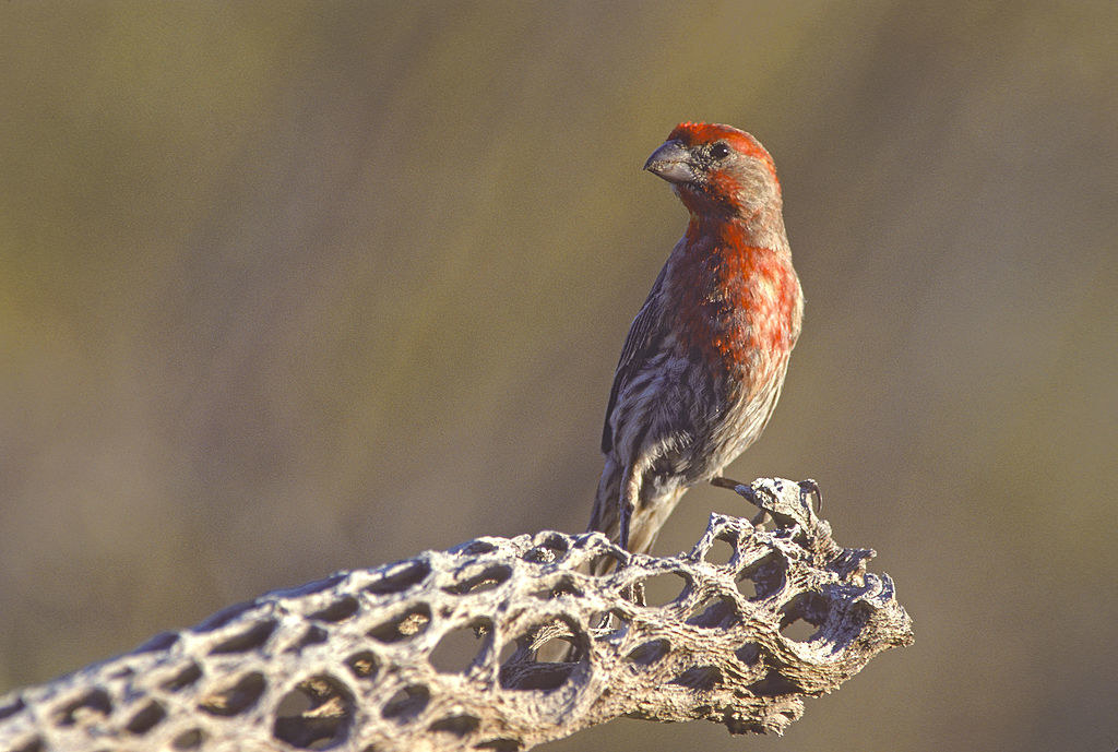 A bird sitting in the desert in Tucson, Arizona