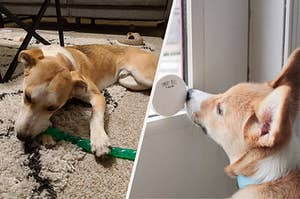 to the left: a dog hewing on a toy, to the right: a dog touching a smart bell with its nose