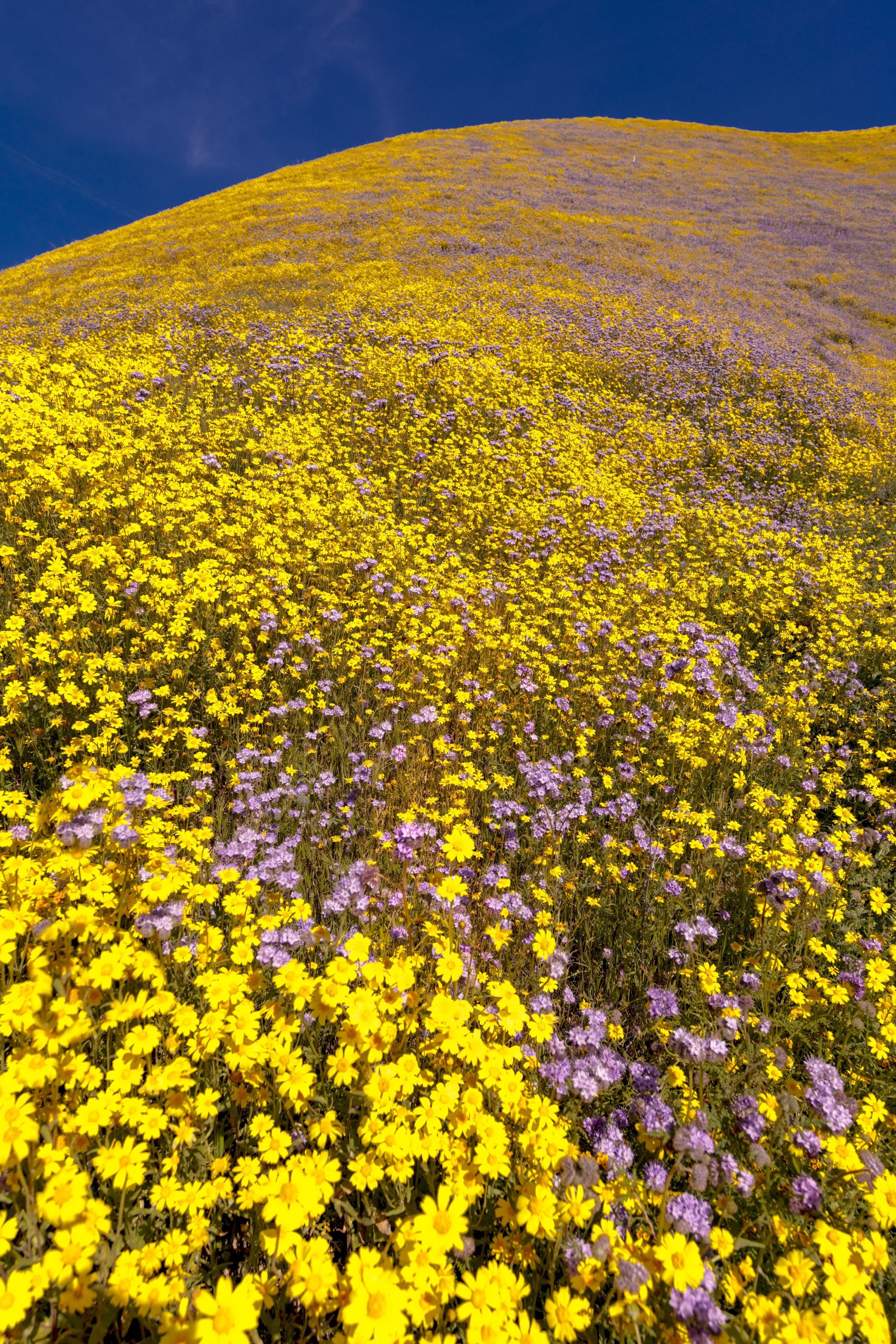 Carrizo Plain&#x27;s vast rolling hill completely filled with yellow and purple flowers