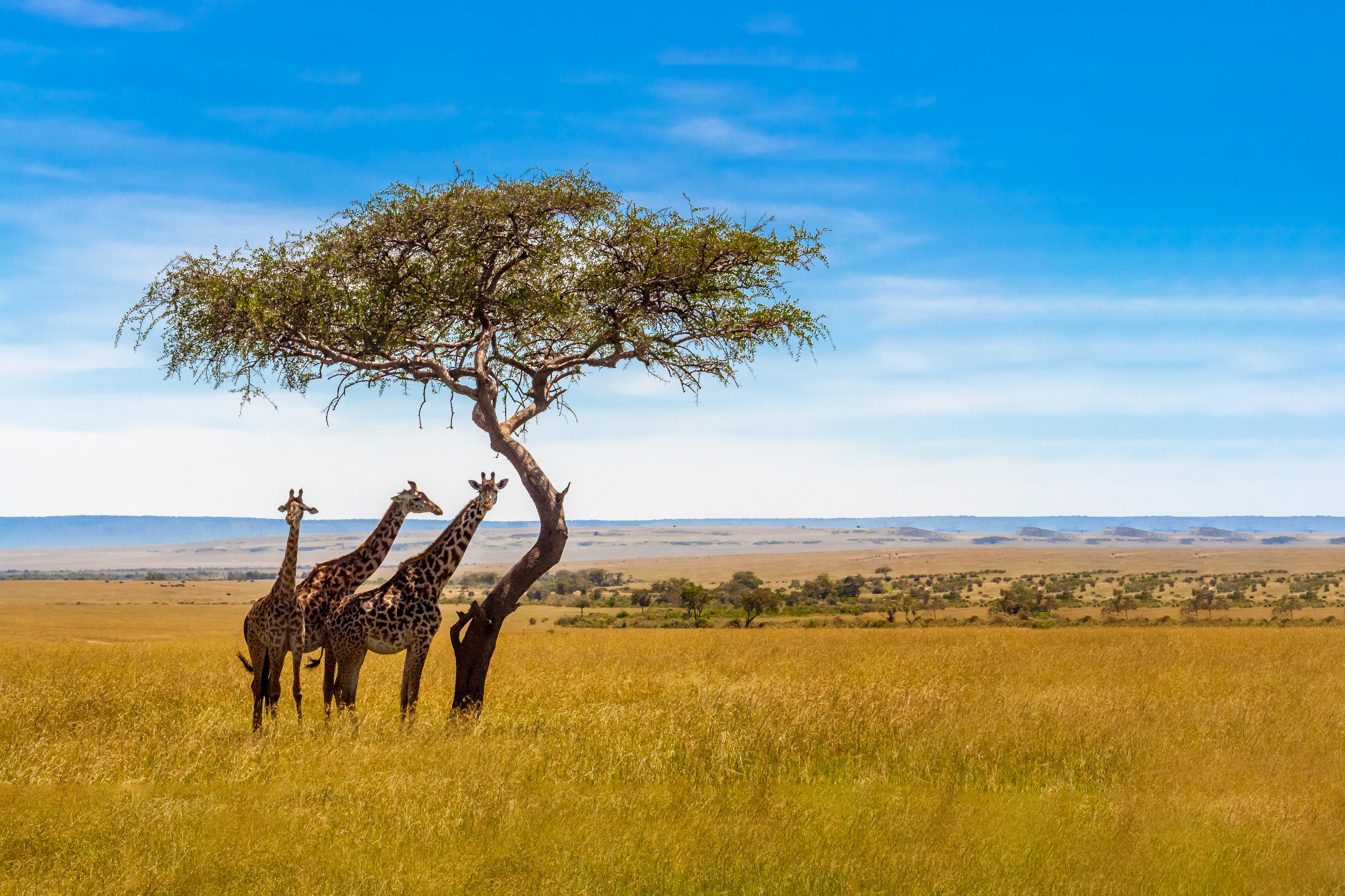 Kenyan safari