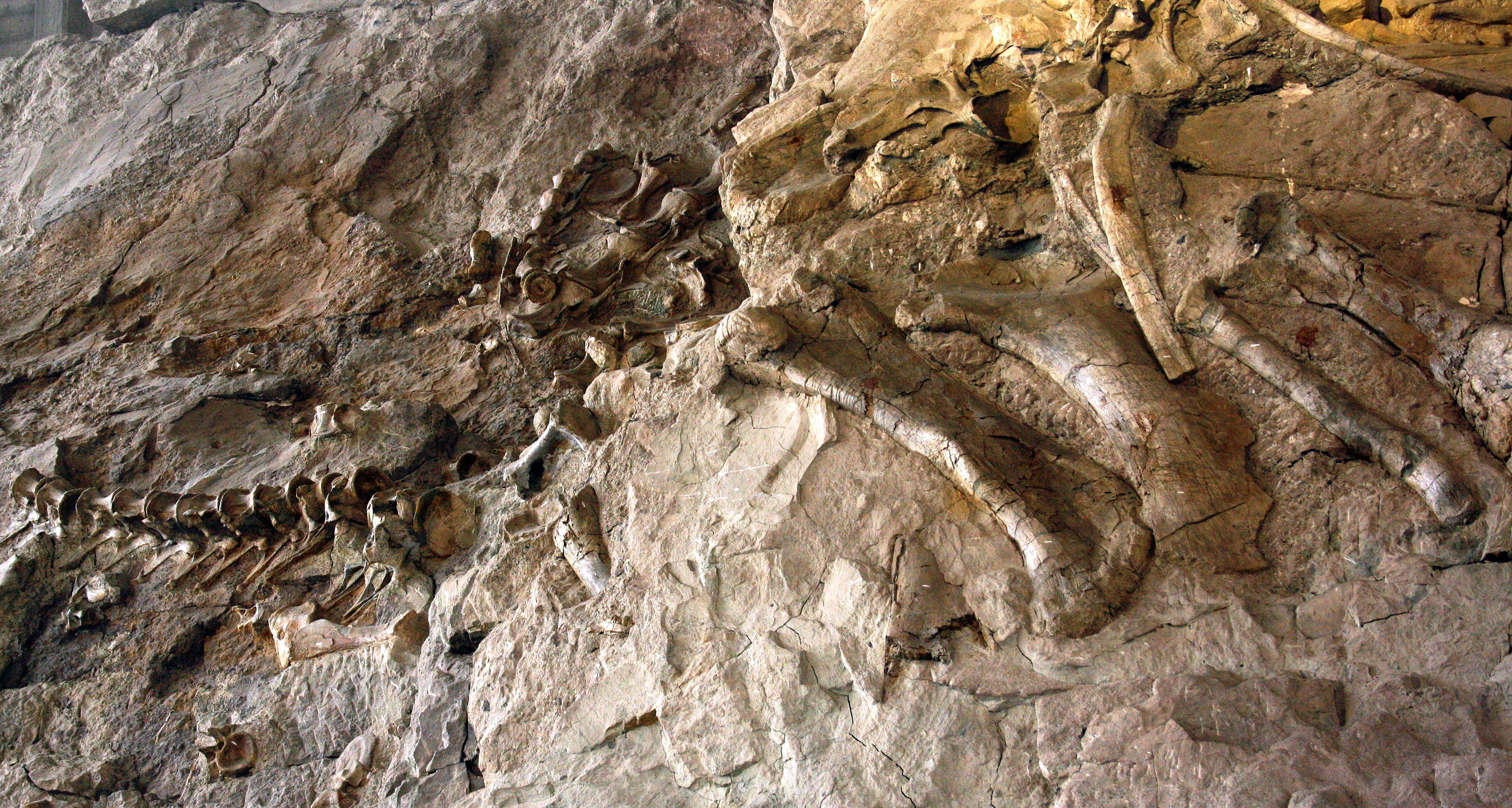 Fossilized dinosaur bones encased in prehistoric rock.