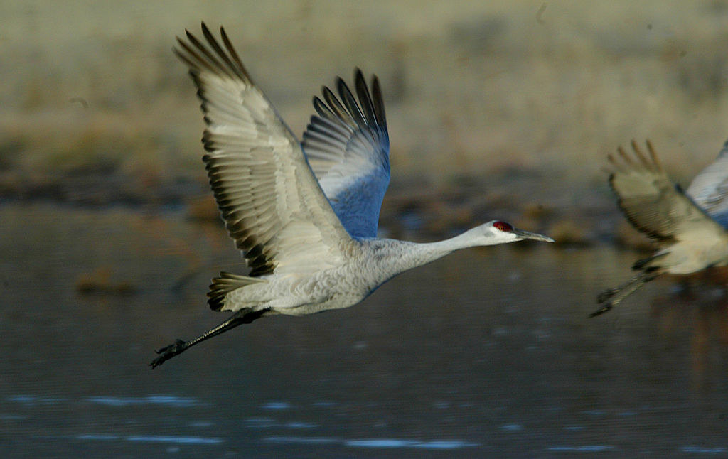 Bosque Del Apache National Wildlife Refug