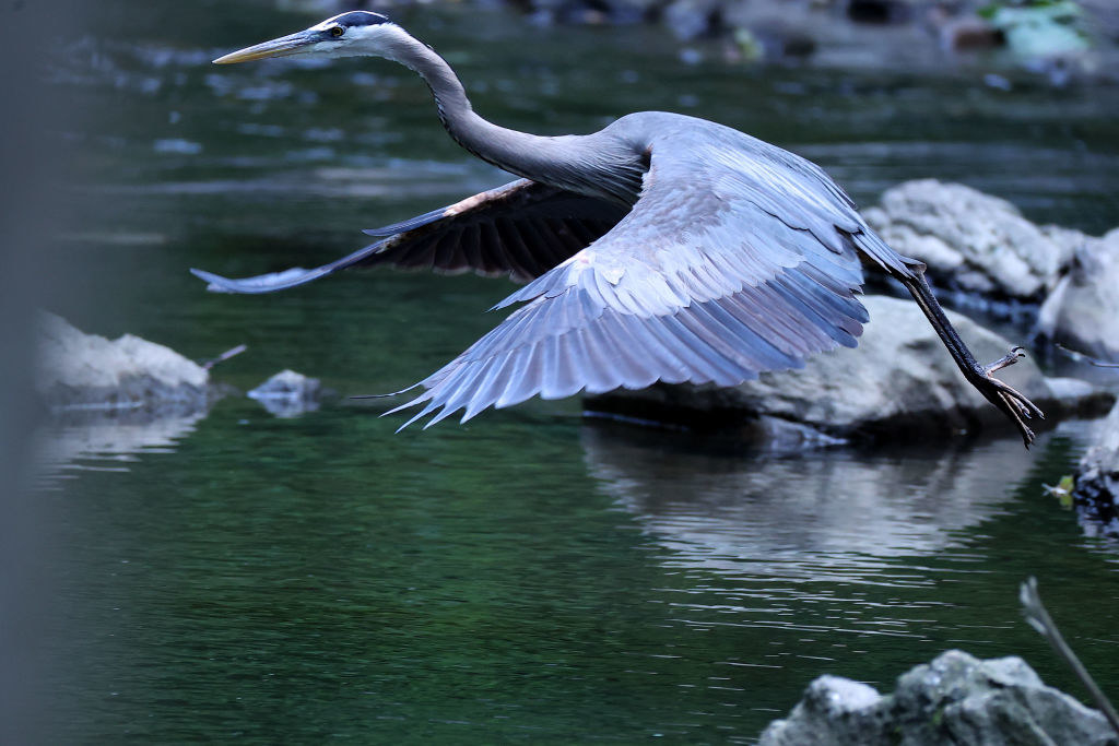 A Great Blue Heron on the river near TaKOma Park, Maryland
