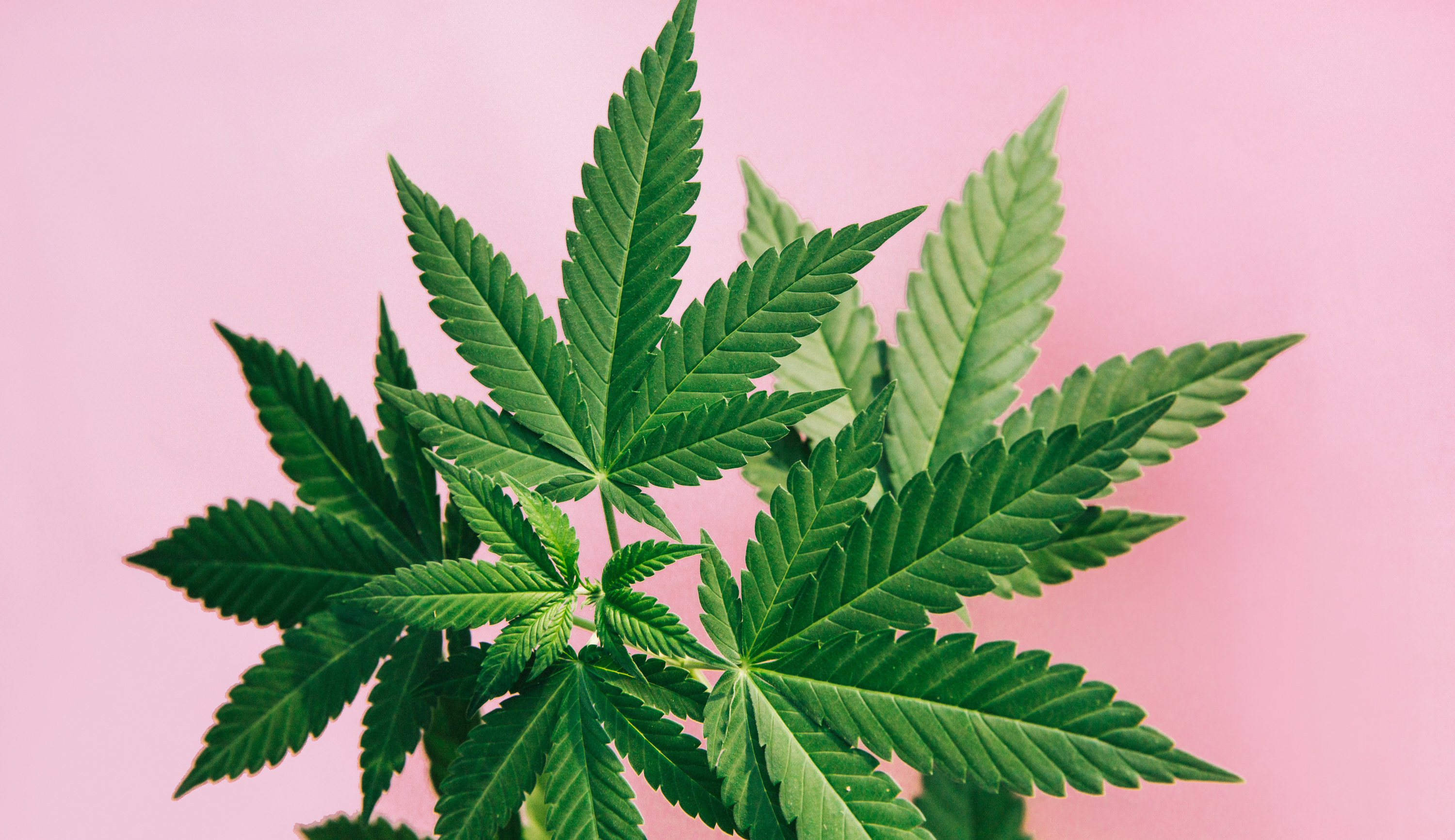 An image of the marijuana plant over a pink background