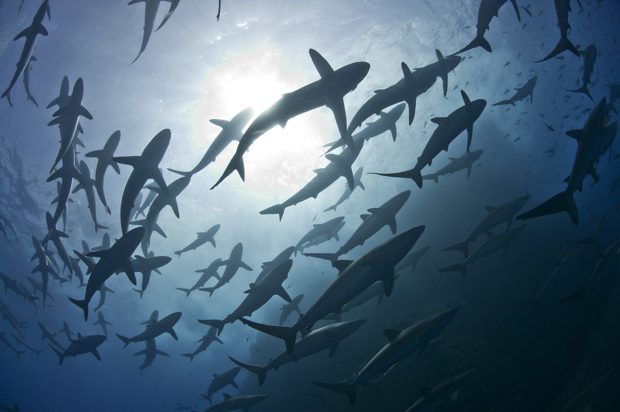 A school of sharks