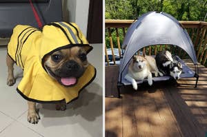 Side by side of Frenchie in a yellow rain jacket with a hood and two huskies sharing a dog bed with a canopy outside