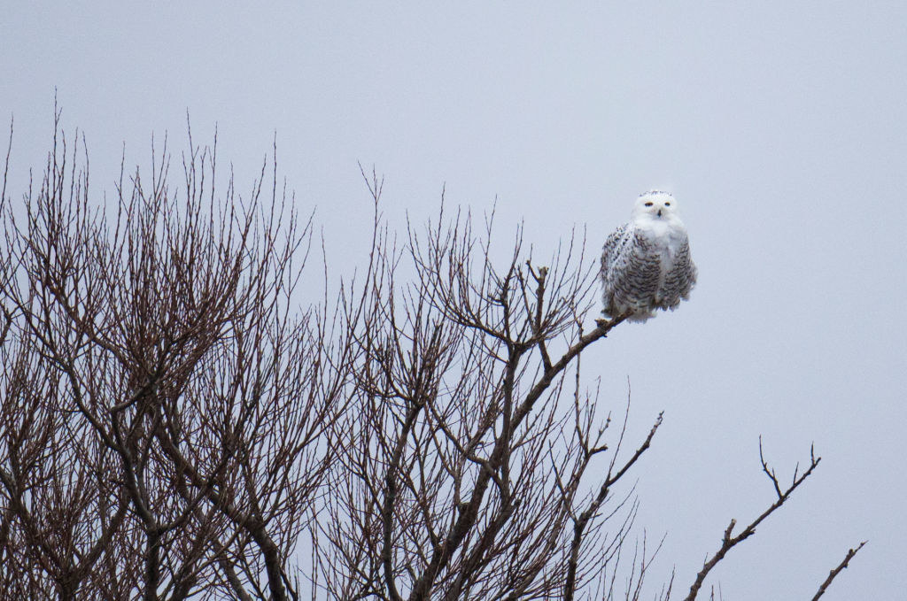 A Snowy Owl sitting on top of a tree