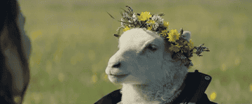 The lamb, a little older, sitting in a field with a jacket and flower crown, being cuddled by Noomi&#x27;s character