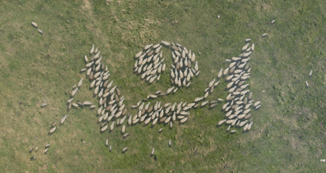 An overhead shot of a flock of lambs formed together to make the A24 logo