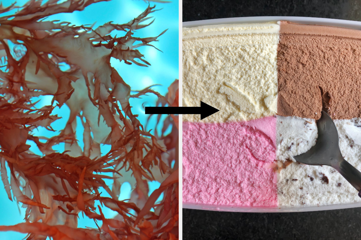 red seaweed, an arrow, and a gallon of multi-flavored ice cream