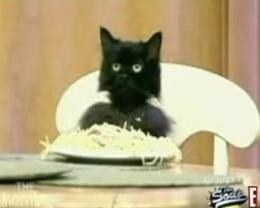 Screenshot of a black cat eating spaghetti sitting at a table