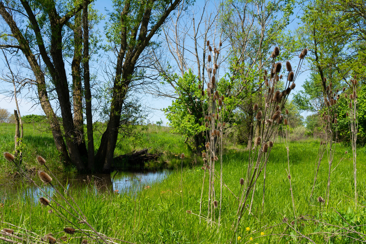 A scenic picture of Midewin National Tallgrass Prairie in Illinois