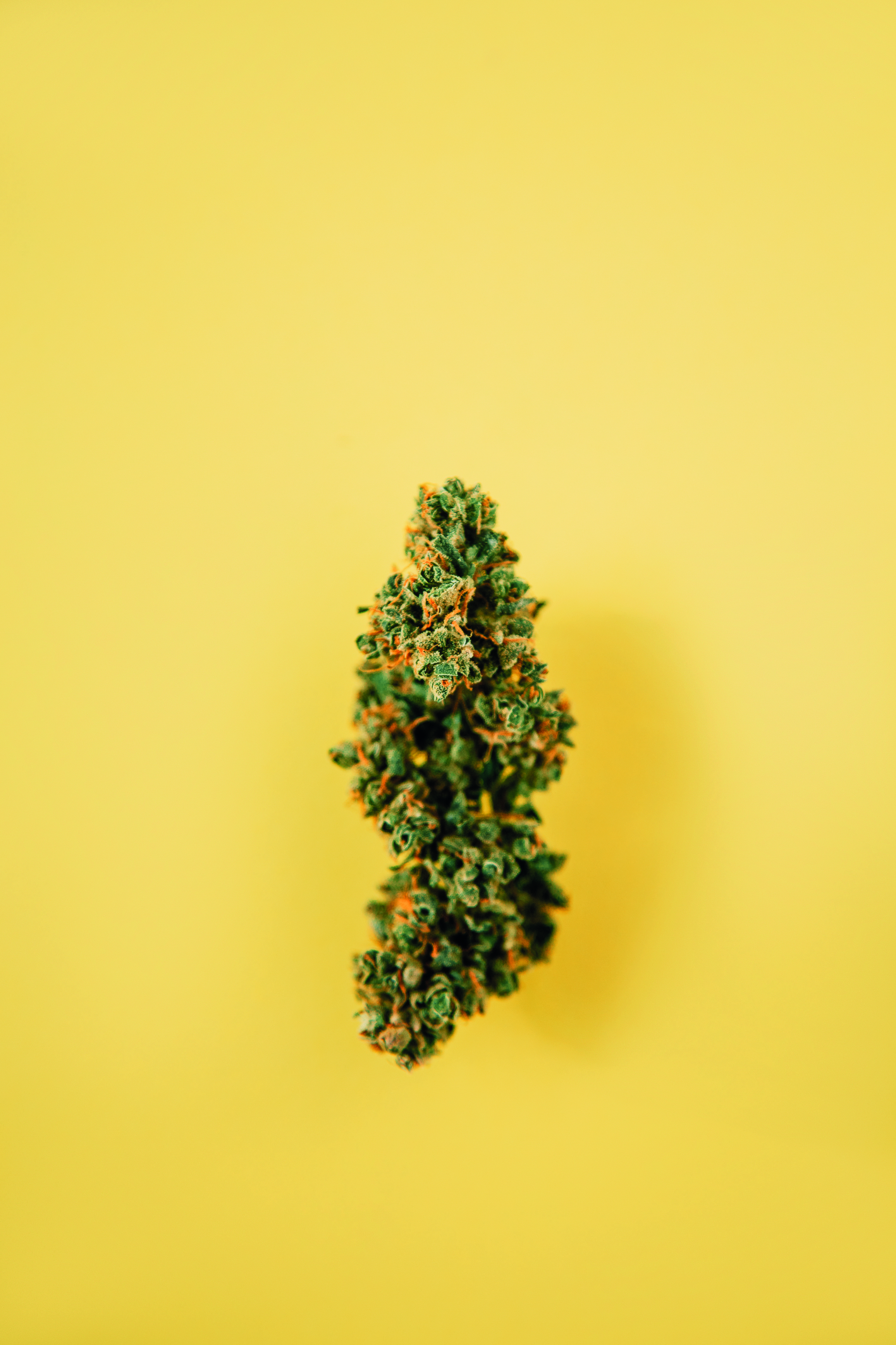 An image of cannabis over a yellow background
