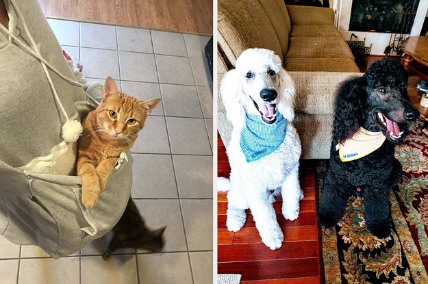 two products for cat and dog
