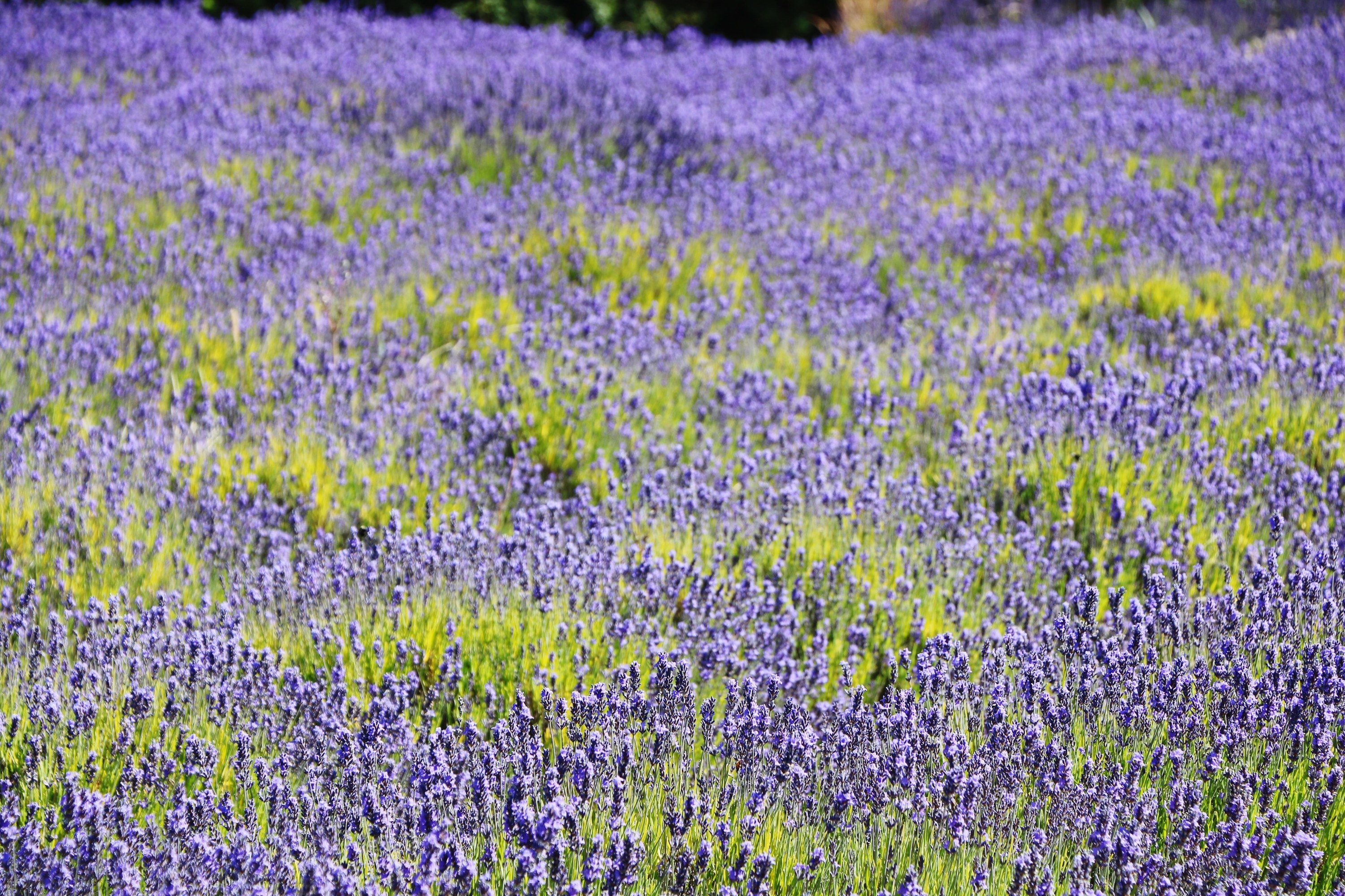 A lavender field in Sequim