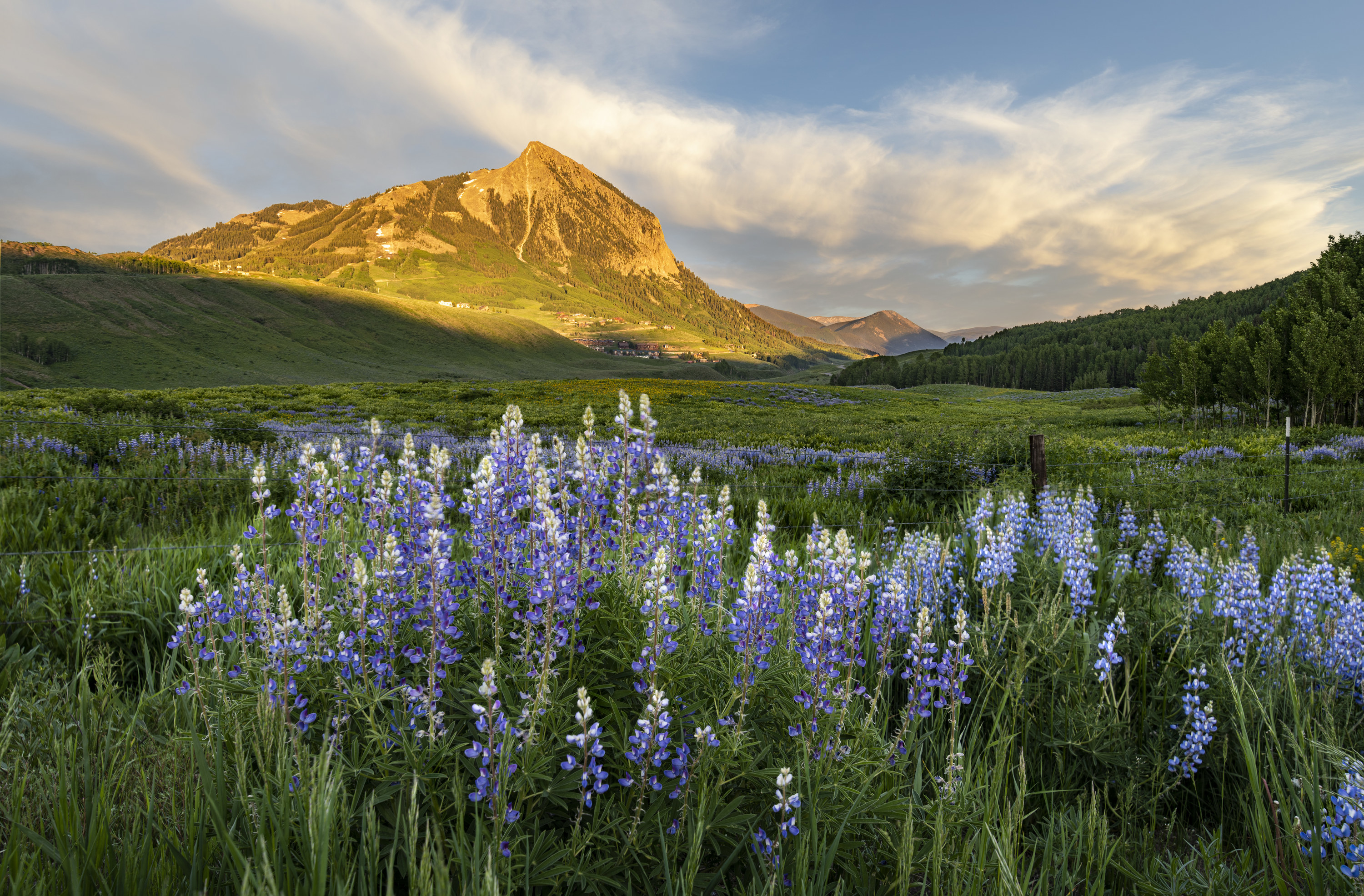 Wildflowers in the foreground with mountains in the distance