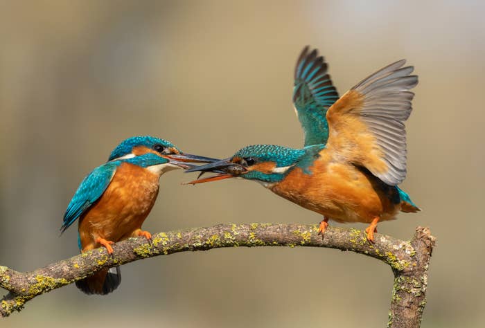 Two kingfisher birds