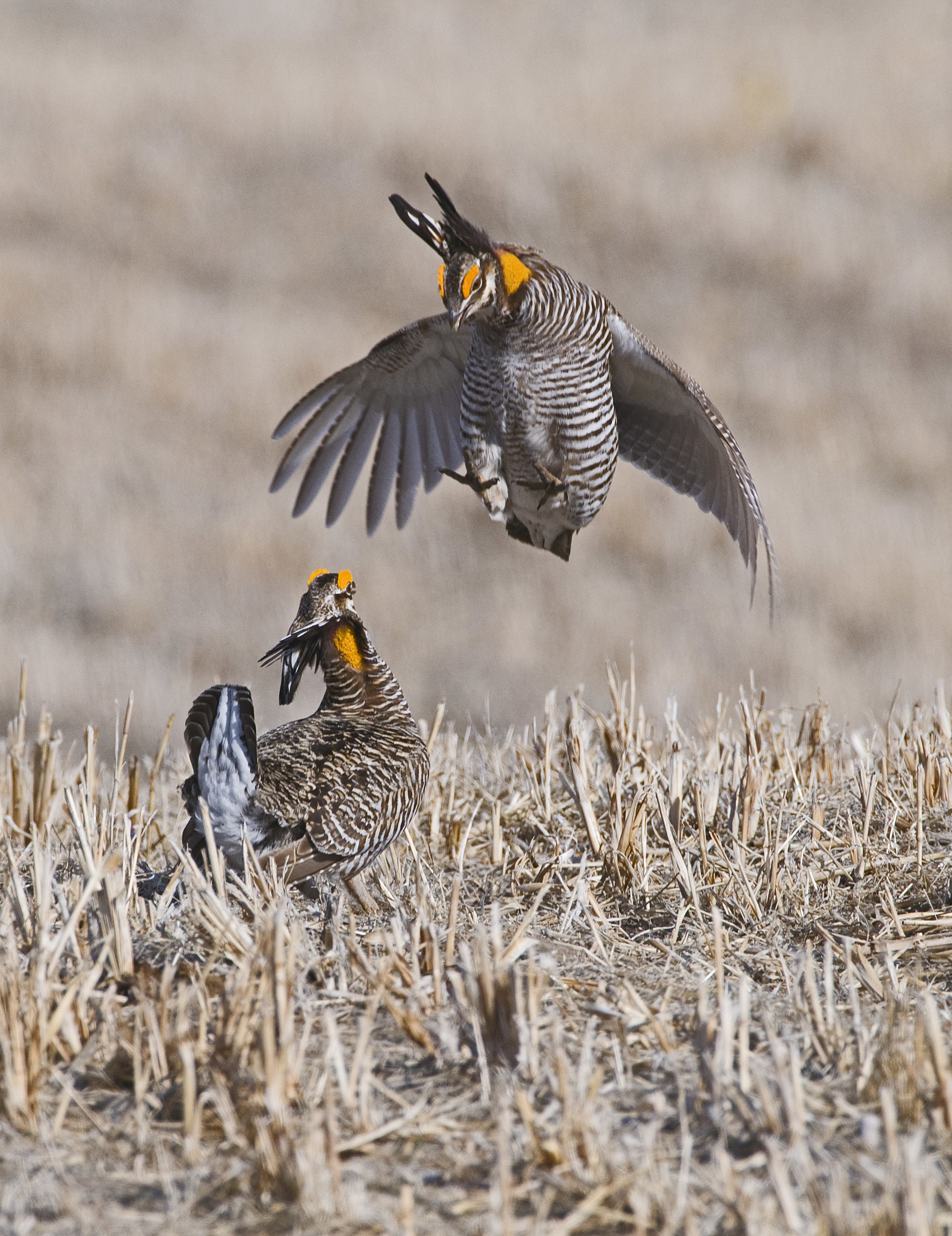 Prairie Chickens doing their mating dance