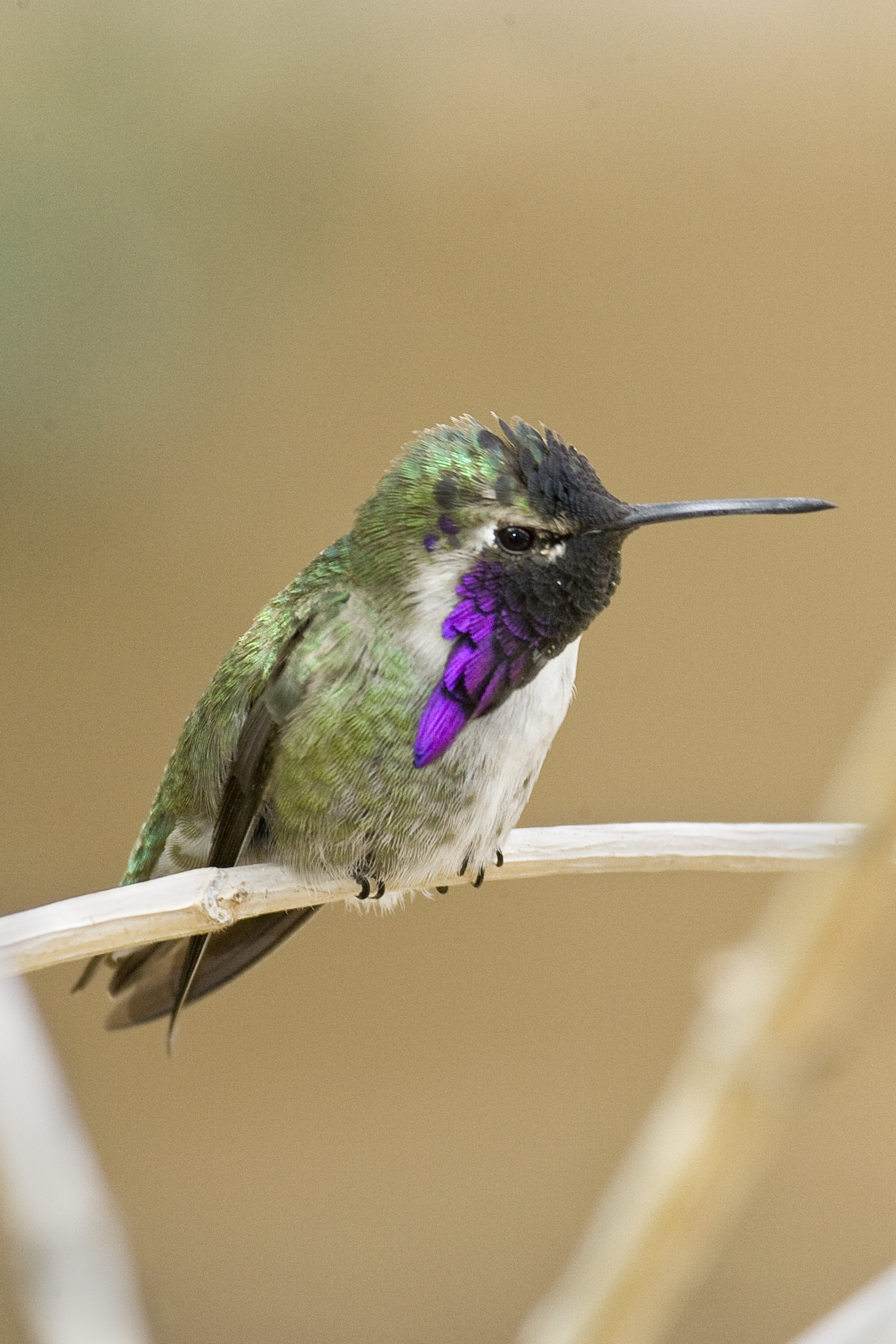 Lucifer hummingbirds