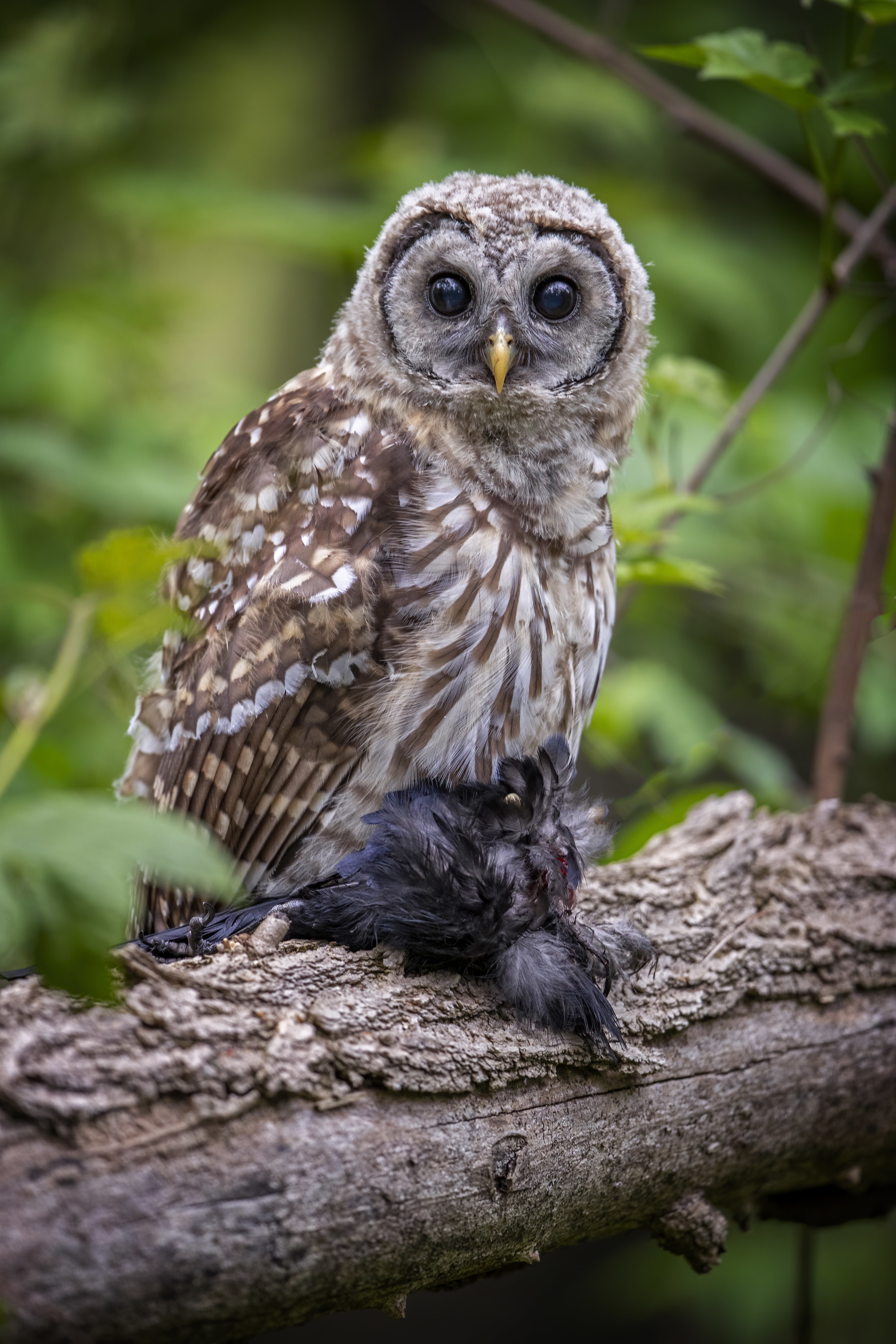 A barred owl