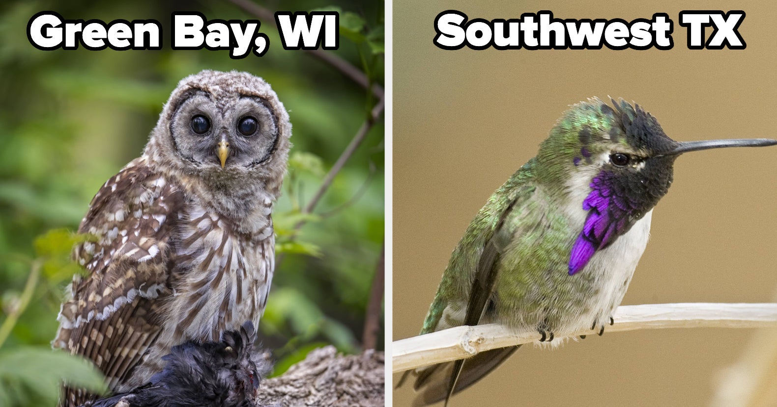 15 Best Places For Bird-Watching In The US