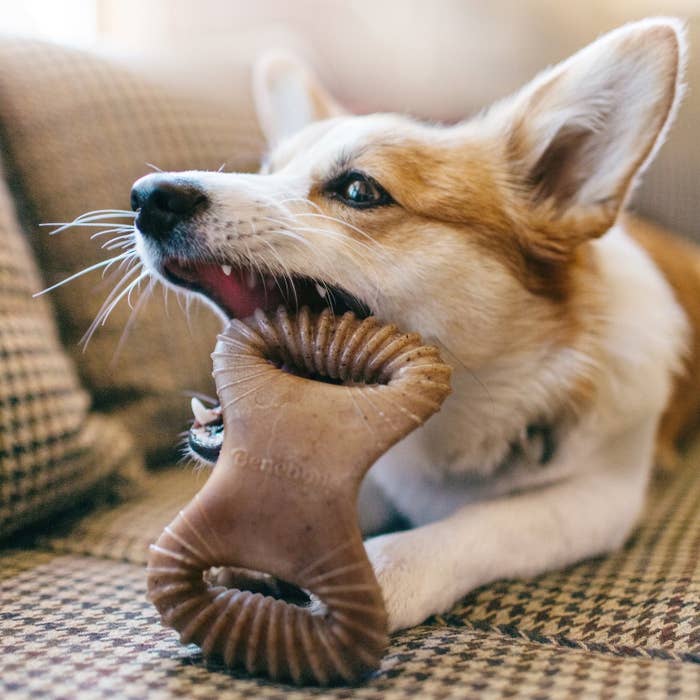 A dog chewing on the bone