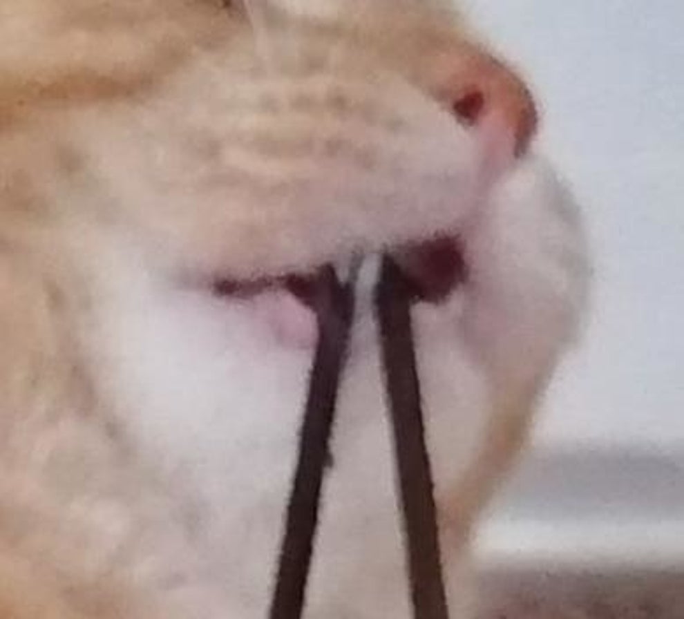 この後 めちゃ痛いやつ ヘアゴムをみょ んと伸ばしたネッコが容赦ないけどかわいすぎる