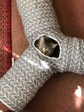 Cat in the middle of cat tunnel