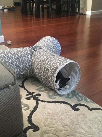 Cat relaxing in cat tunnel