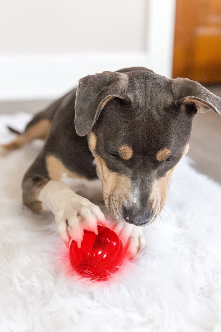 Dog playing with light up ball chew toy