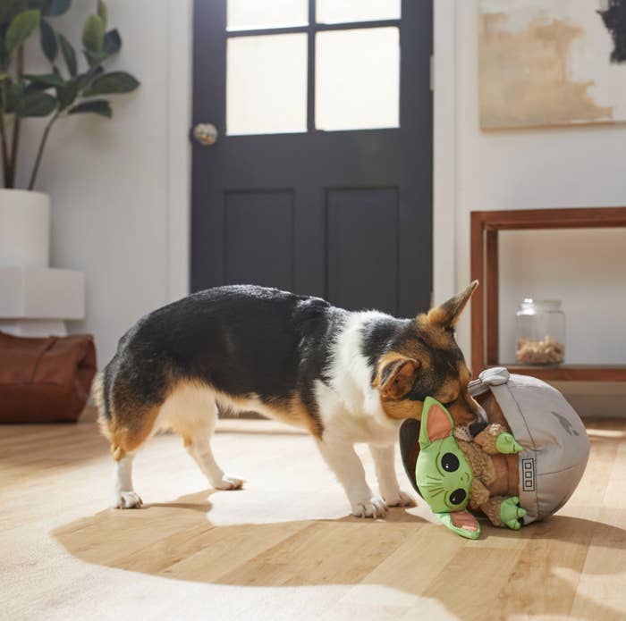 Dog playing with Baby Yoda dog toy