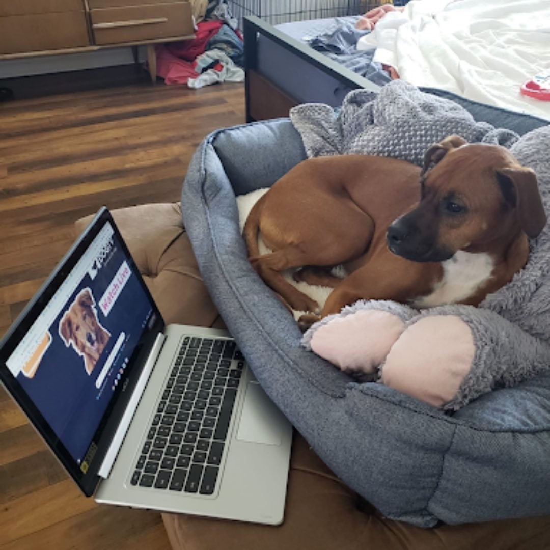 Dog sitting on bed and looking at laptop