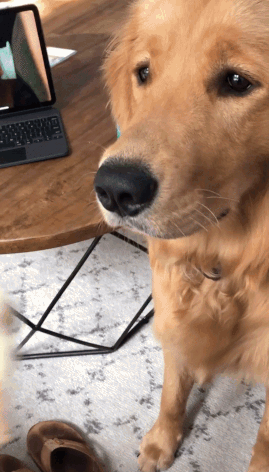 a gif of a golden retriever puppy eating bread