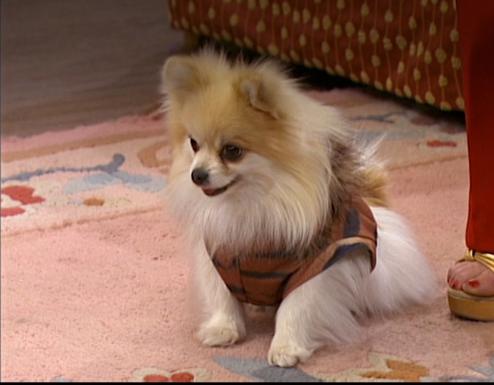 A puffy dog wearing a harness
