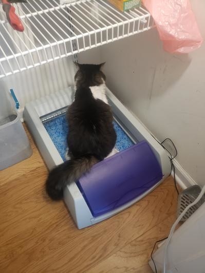a reviewer photo of a cat using the litter box