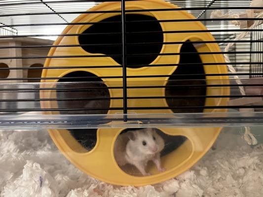 The wheel in yellow being used by a reviewer&#x27;s hamster