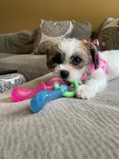 a dog using the chew toy
