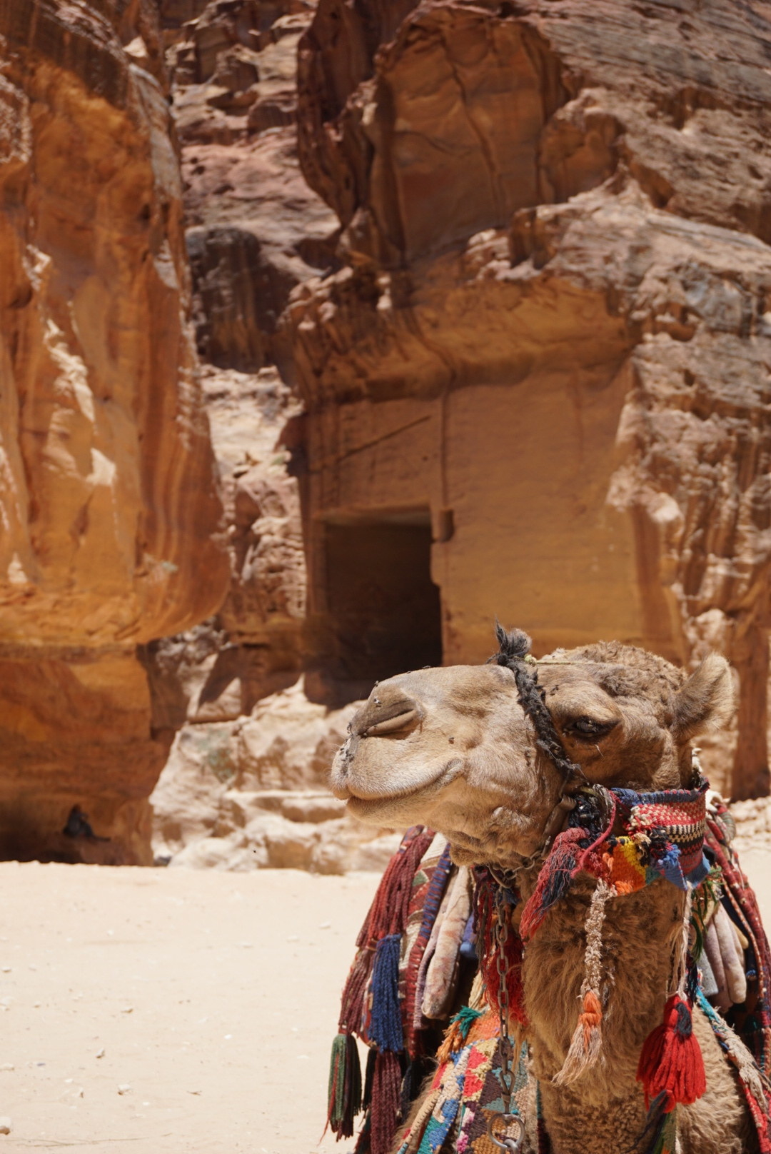 Camel at Petra