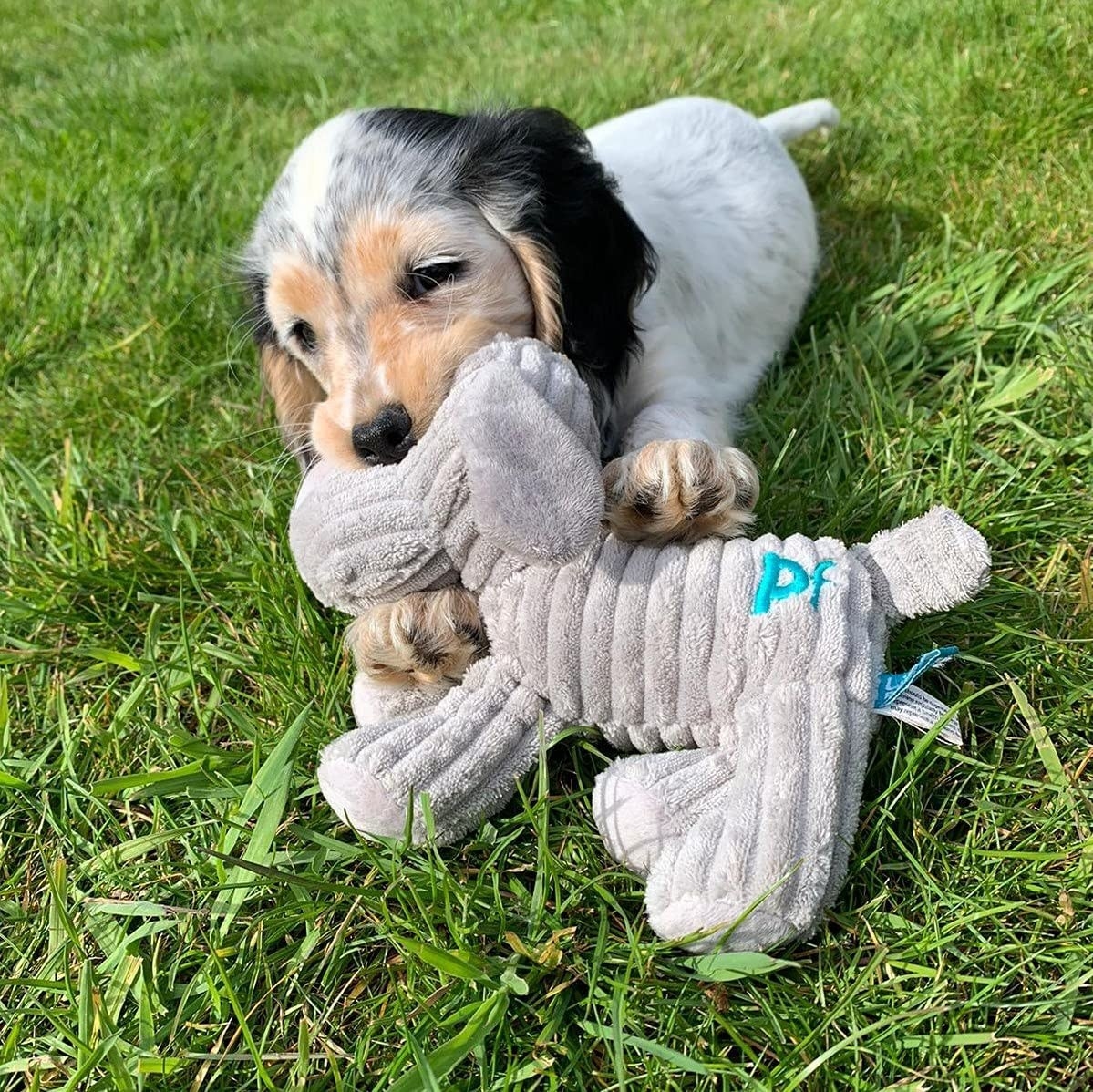 puppy playing with dog toy