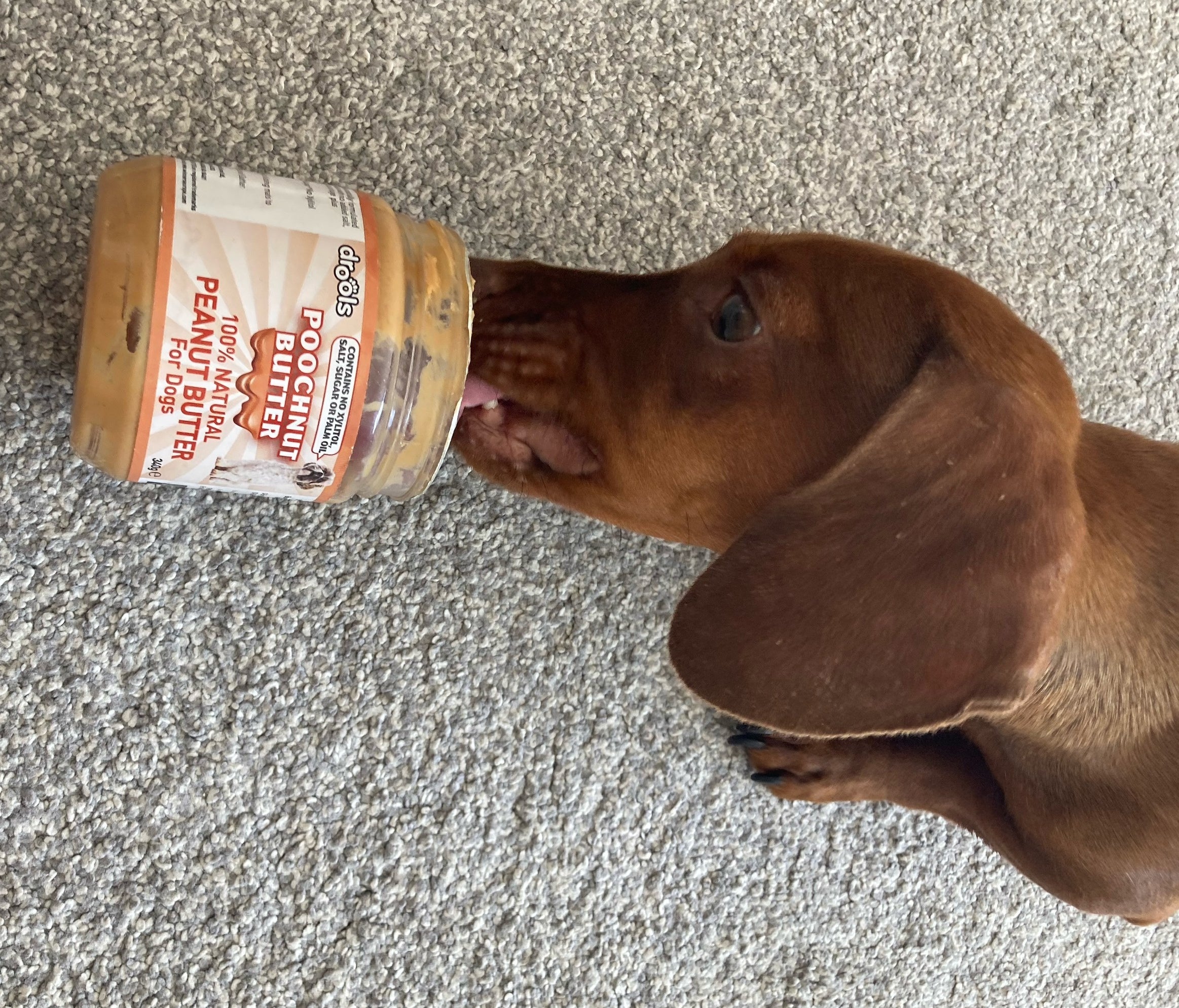 dog eating peanut butter