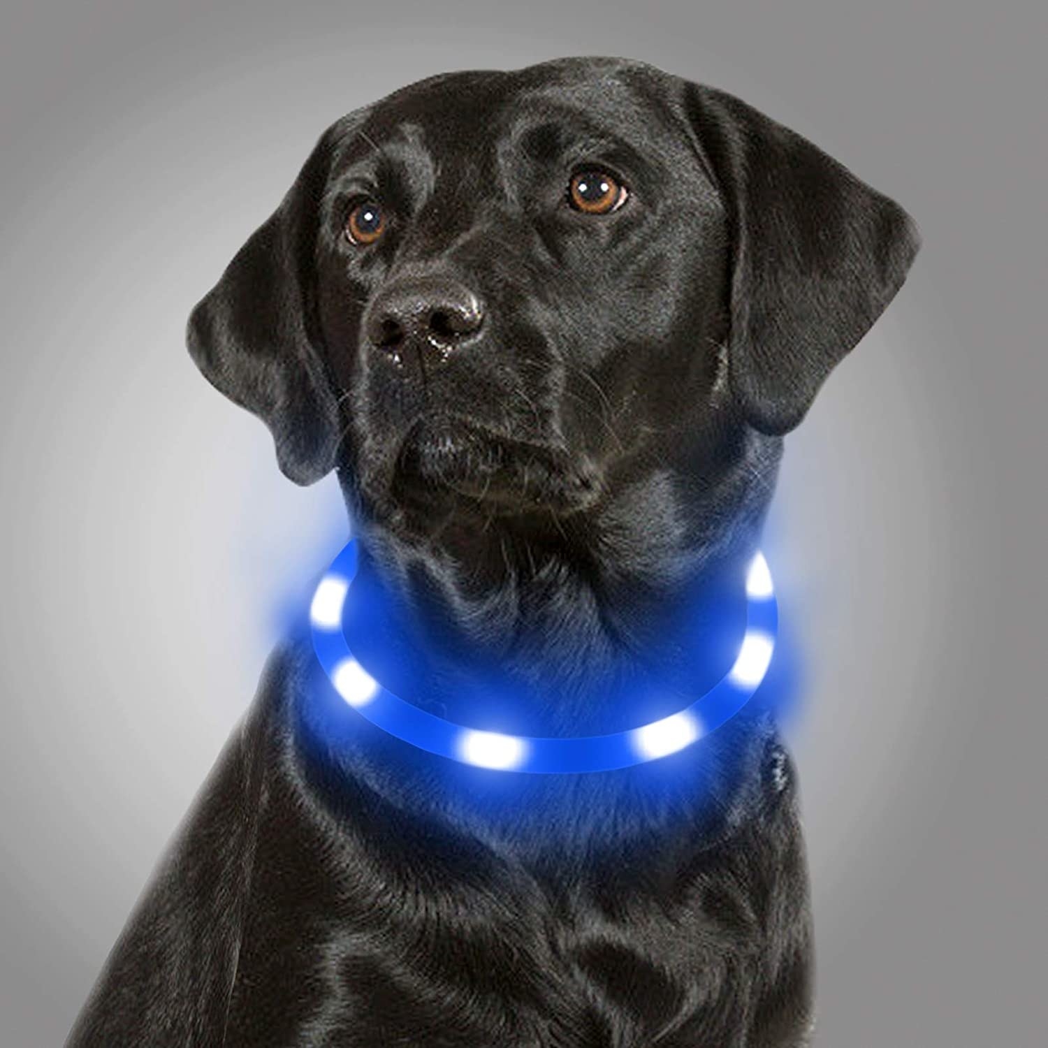 dog in light up collar