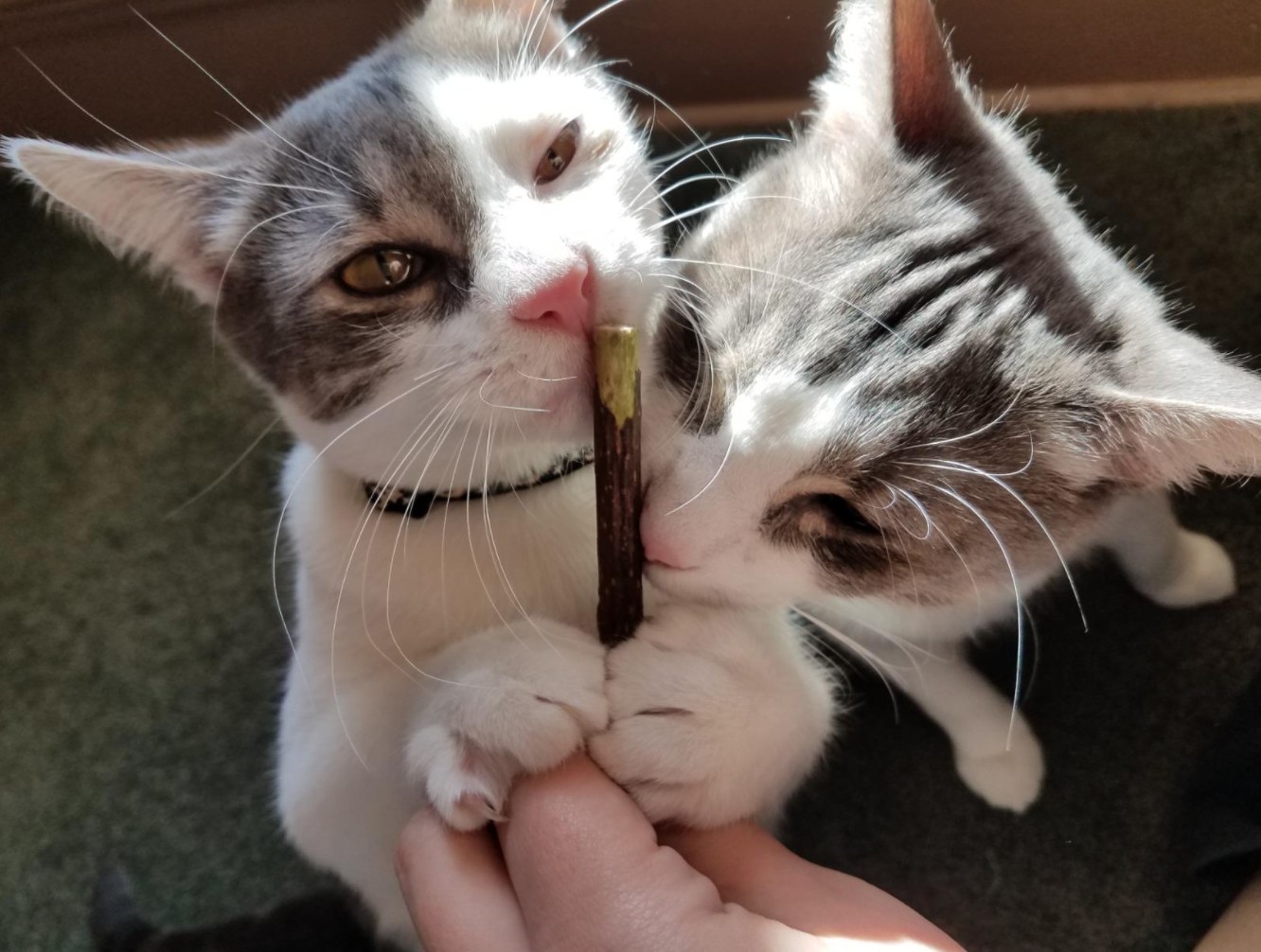 a reviewer&#x27;s cats with the chew sticks
