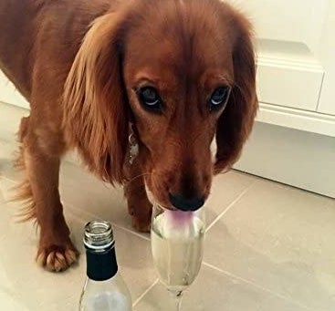 dog drinking